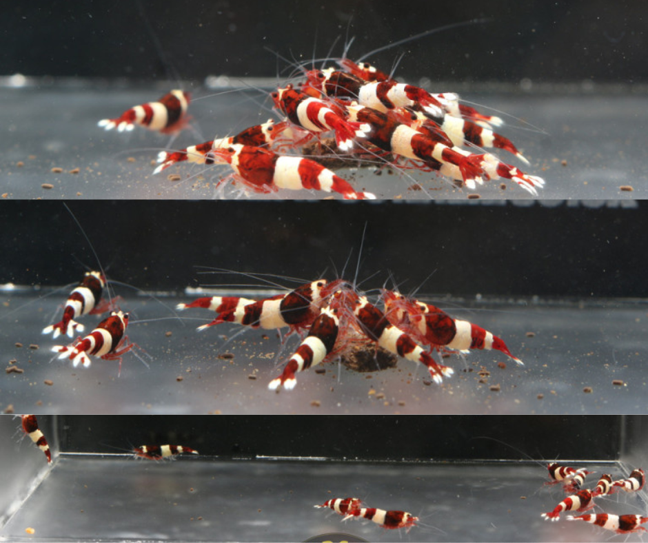 10+1 x WINE RED PANDA | Taiwan Bee Shrimp