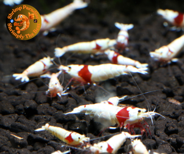 10+1 x PURE RED LINE | SSS Grade with Crown or Flowerhead