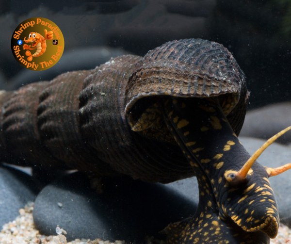 Yellow Spotted Poso Elephant Snail