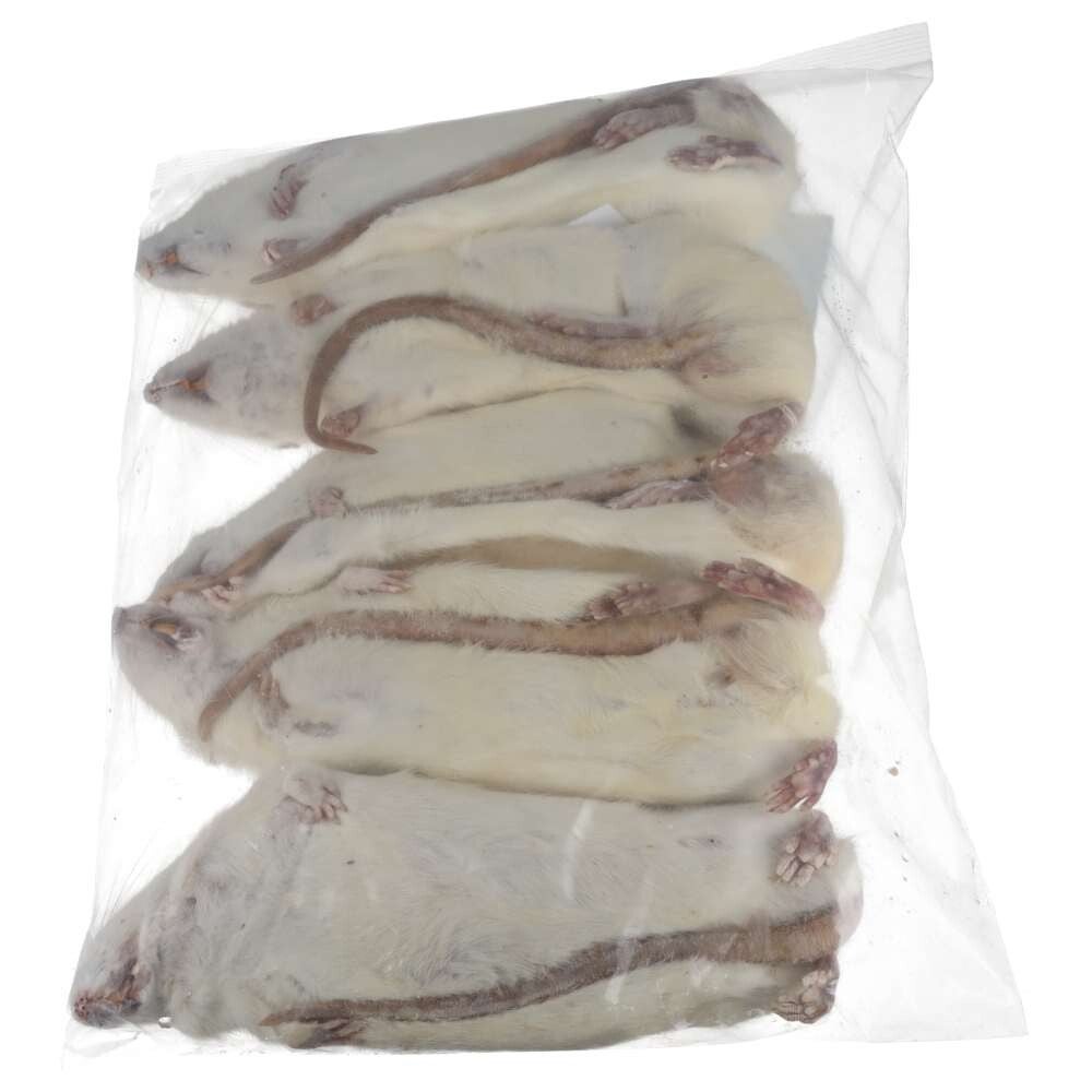 PLT Frozen Rat Ex-Breeder 500g, 5 Pack (Ltd Qty)