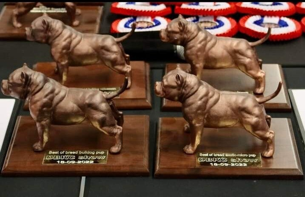 Hond op houten bodemplaat
