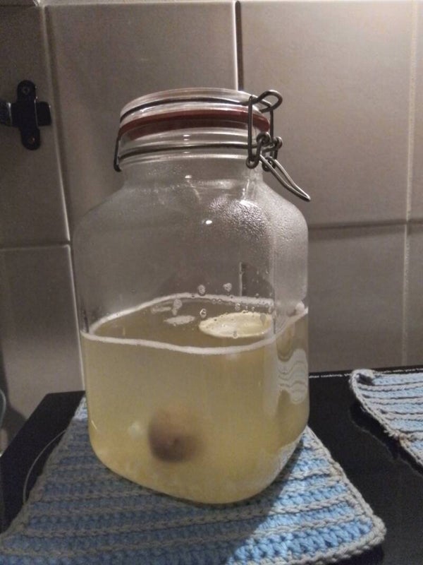 Waterkefir 10 gram gedroogd