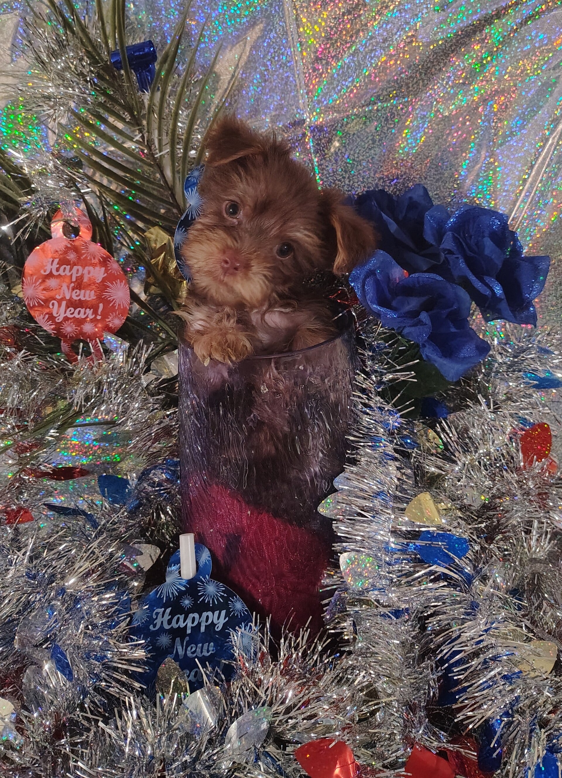 {CKC new year puppies!} {CHOCOLATE Yorkshire terrier male}