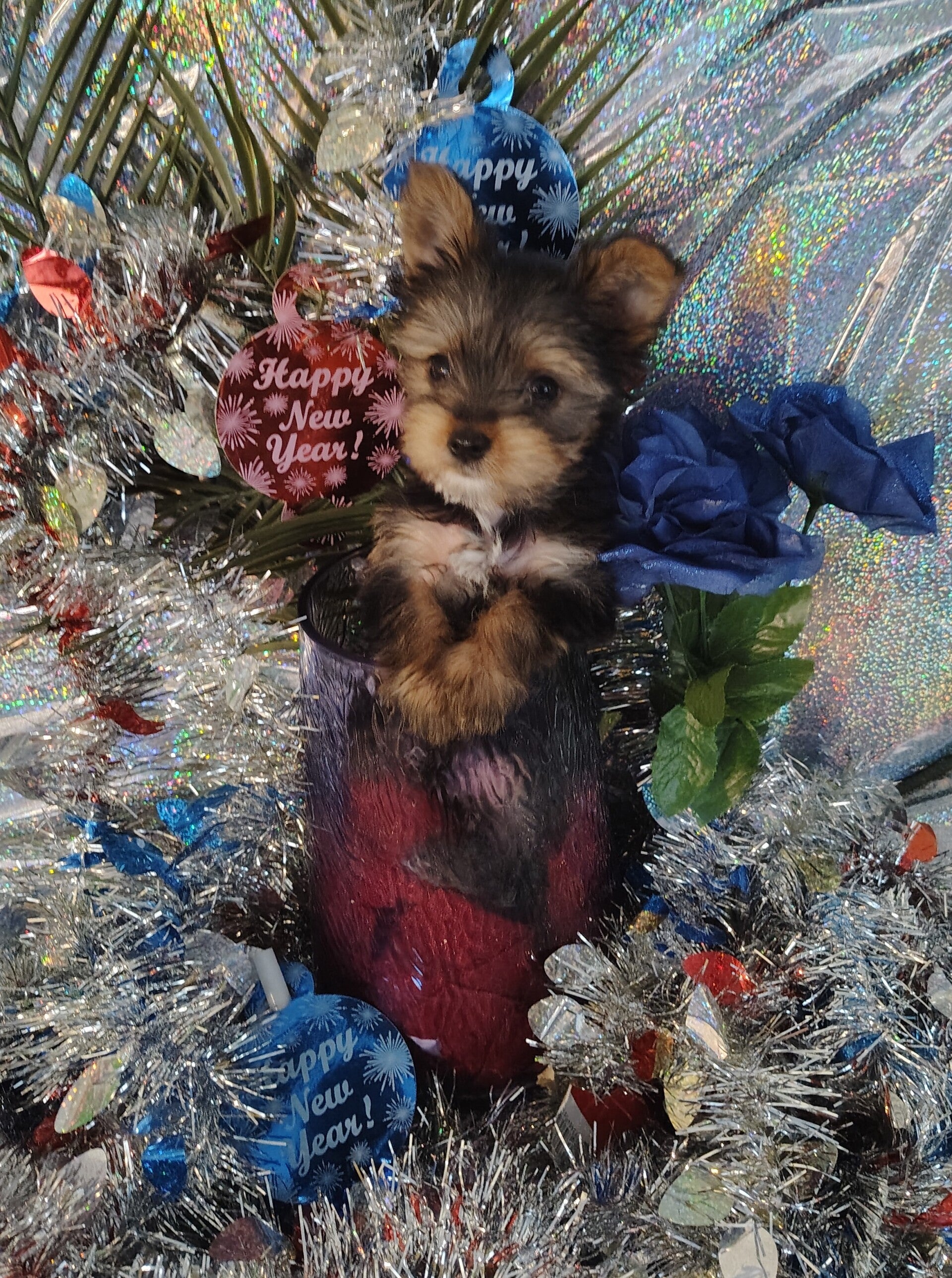 {CKC new year puppies!} {Yorkshire terrier Male}