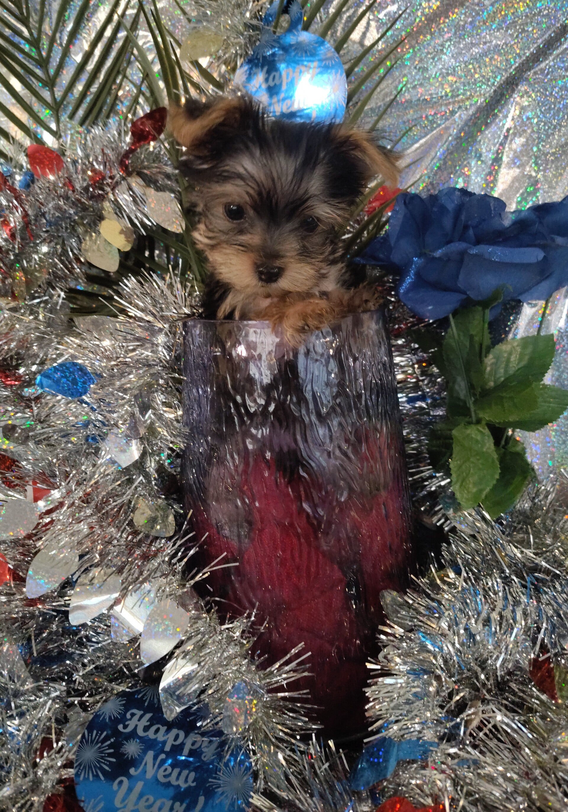 {AKC new year puppies!} {Yorkshire terrier Male}