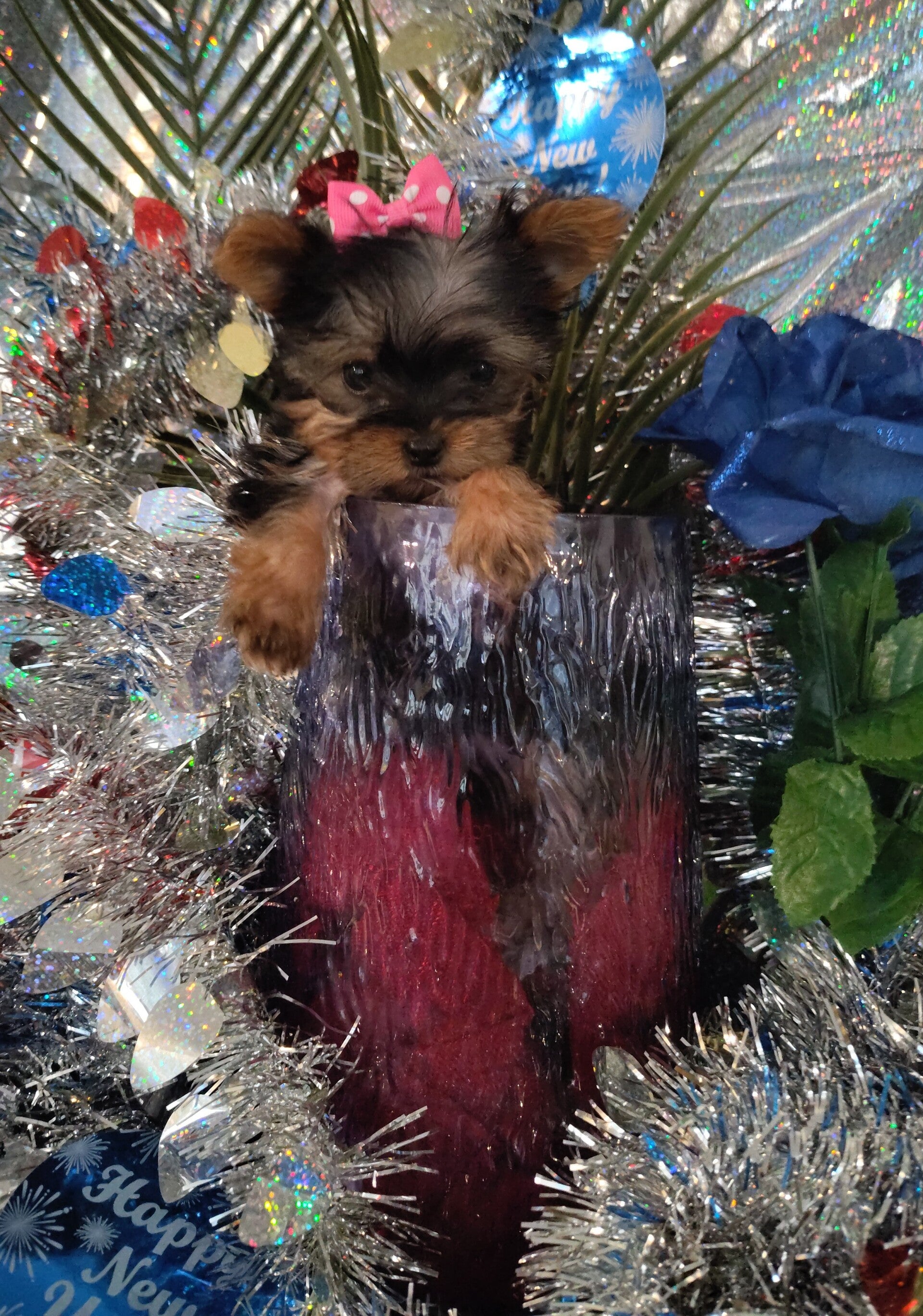 {AKC new year puppies!} {Yorkshire terrier Female}