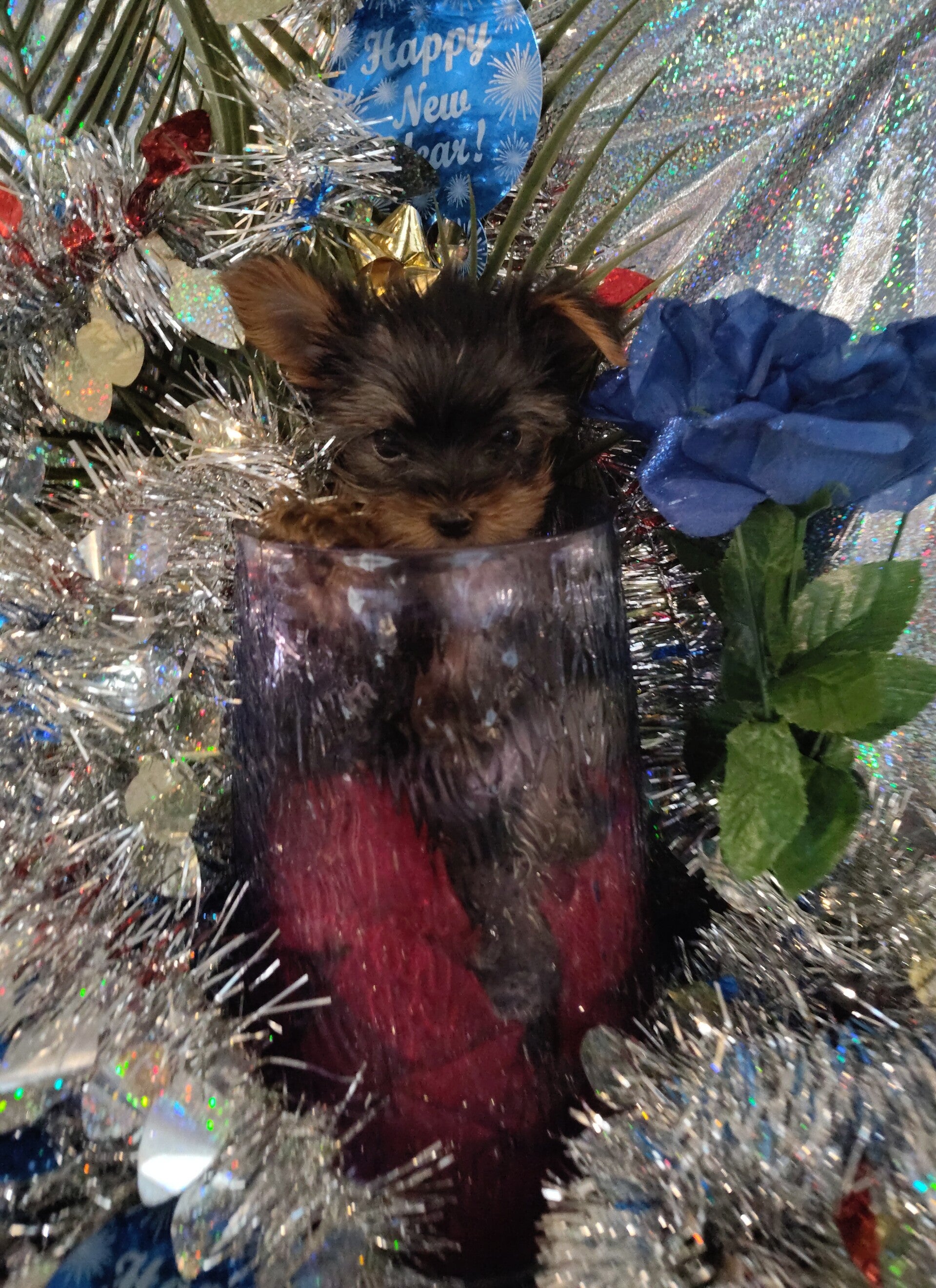 {AKC new year puppies!} {Yorkshire terrier Male}
