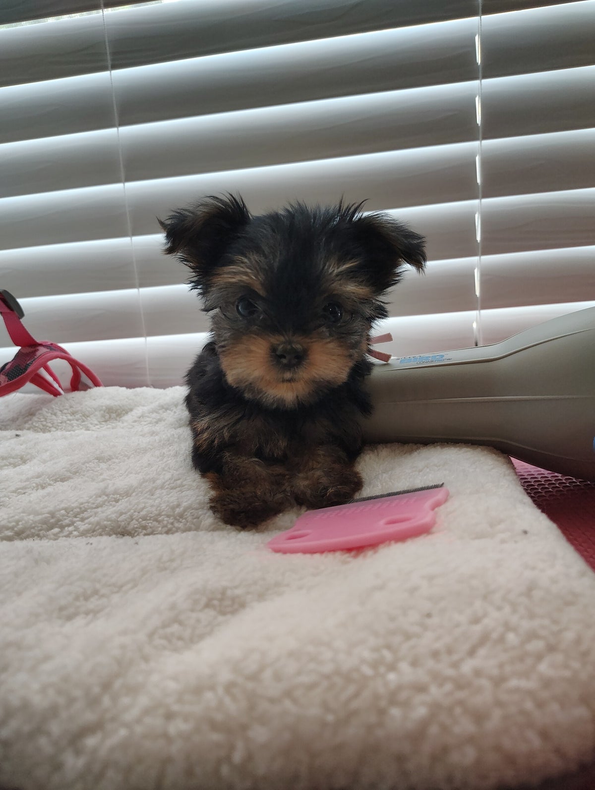 Yorkie Photo Gallery | Love Overload Yorkies,LLC