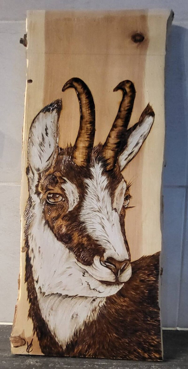 Chamois profil