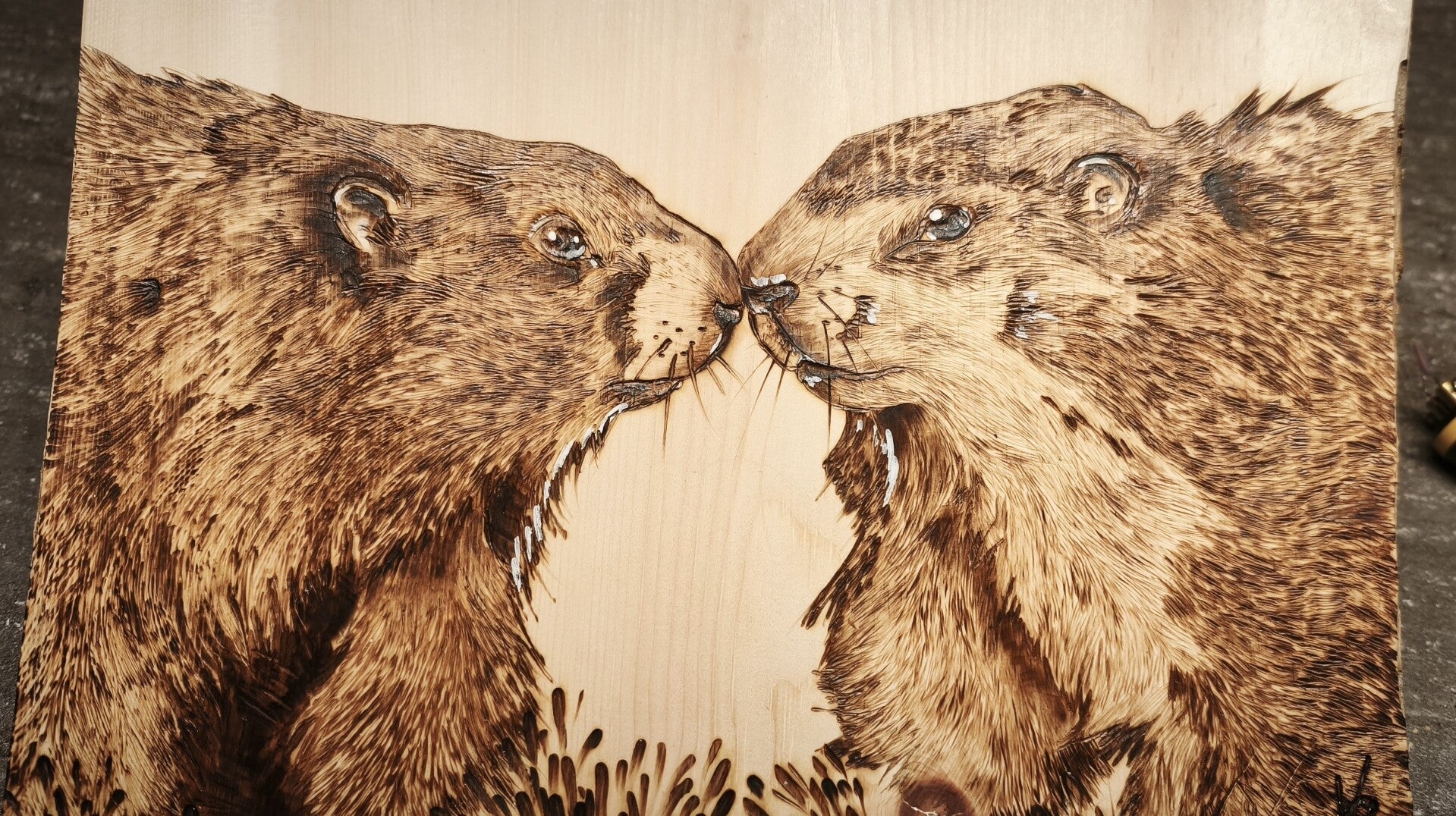 Marmottes