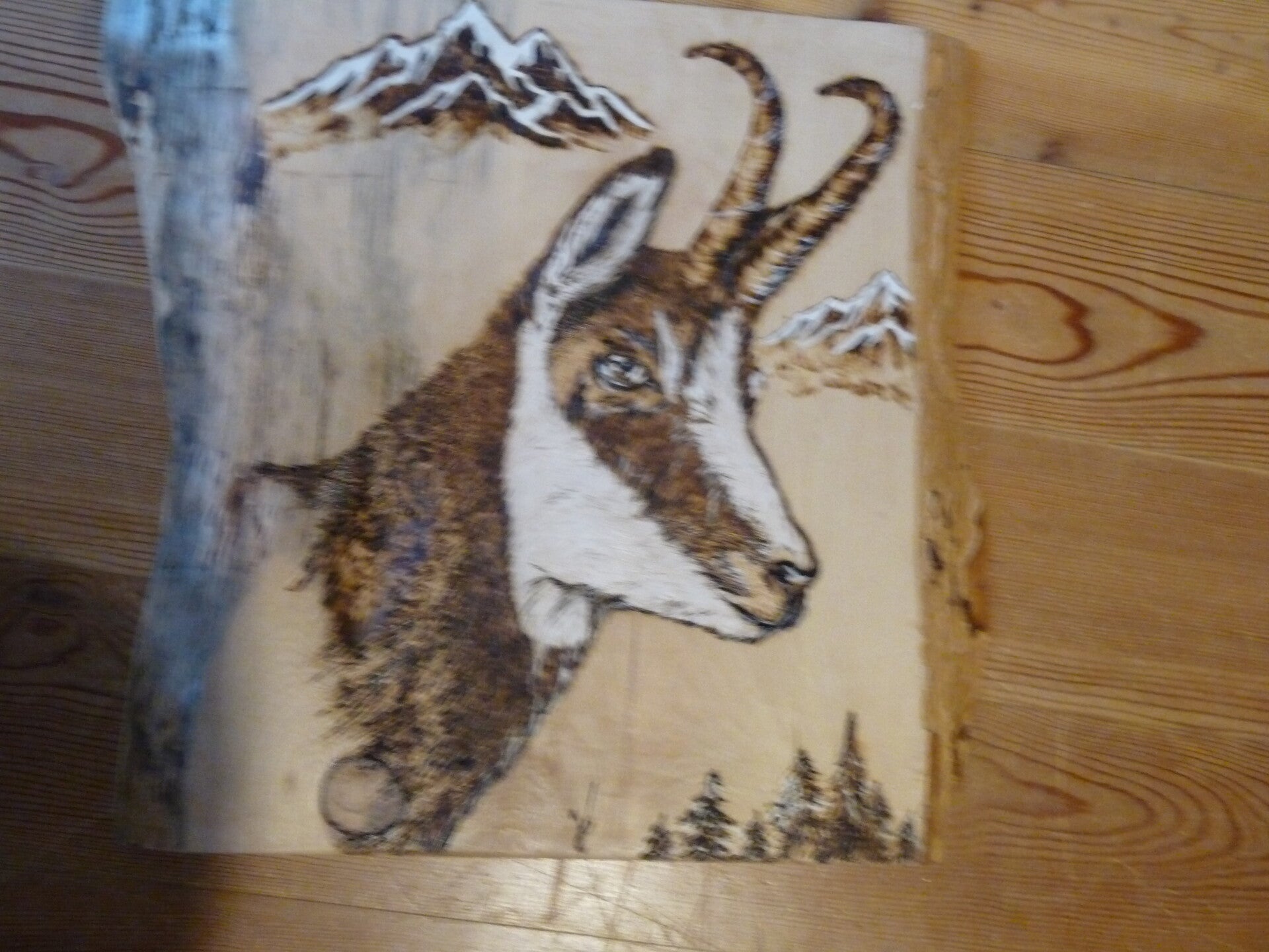Chamois profil