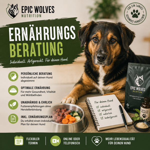 Individuelle Ernährungsberatung für Hunde – artgerecht & persönlich