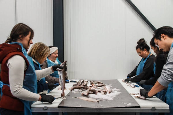 1. Vis fileren (1,5 uur)