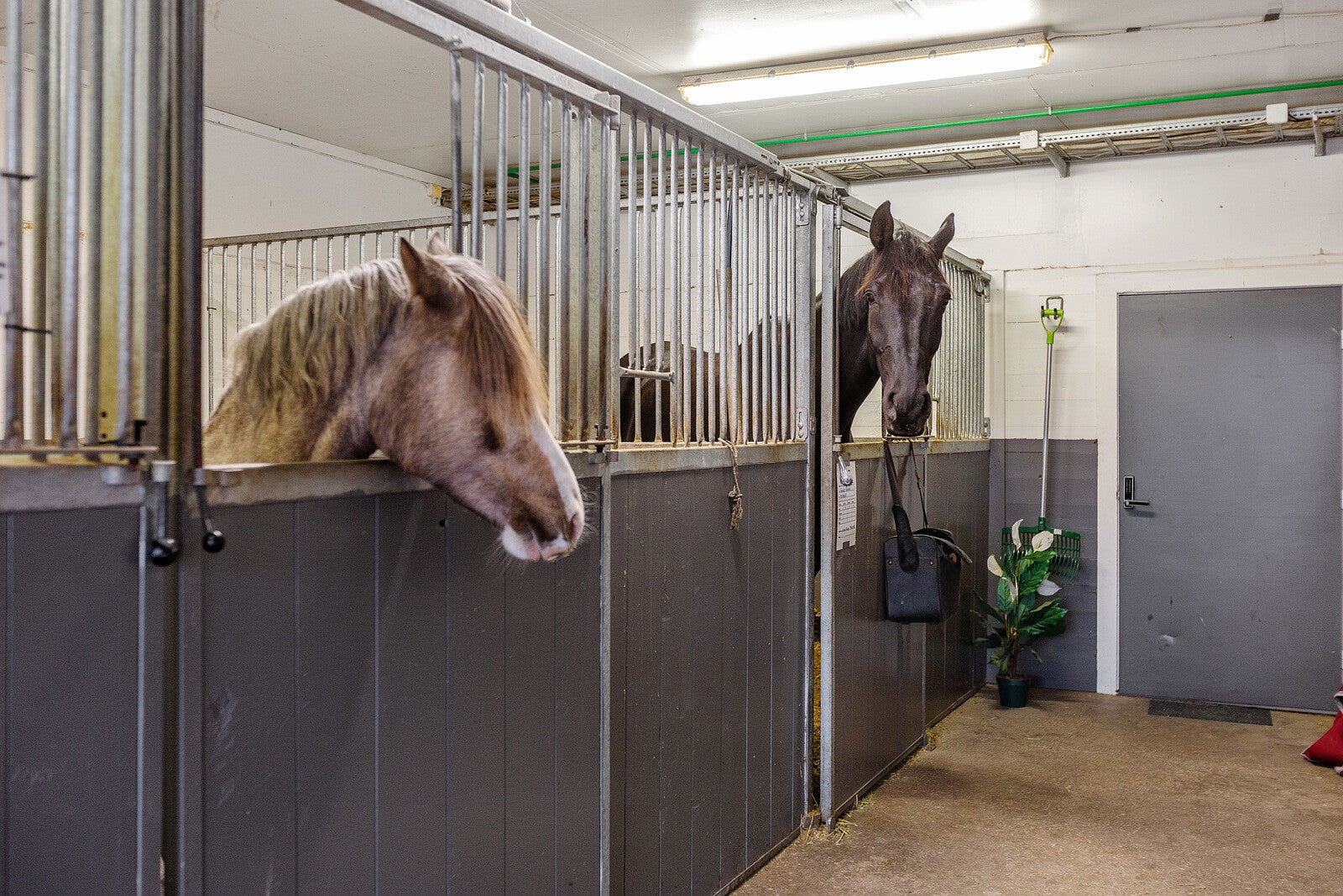 Stall Roberg holder til i Tønsberg, Vestfold