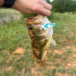 1fish-standard.jpg