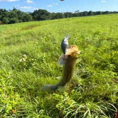 3fish-standard.jpg