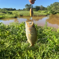 4fish-standard.jpg