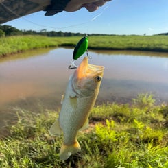 5fish-standard.jpg