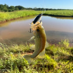 6fish-standard.jpg