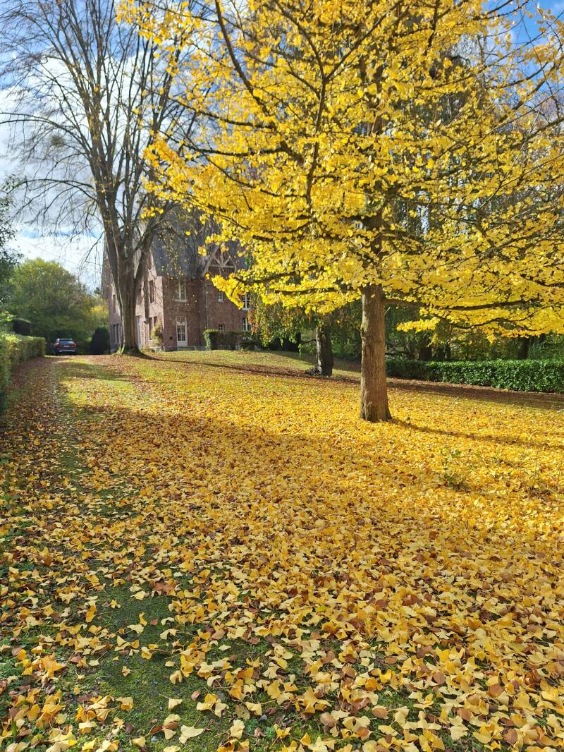 Voortuin, ginkgo biloba