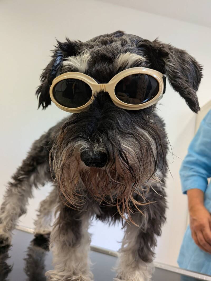 Bobby mit cooler Brille =)