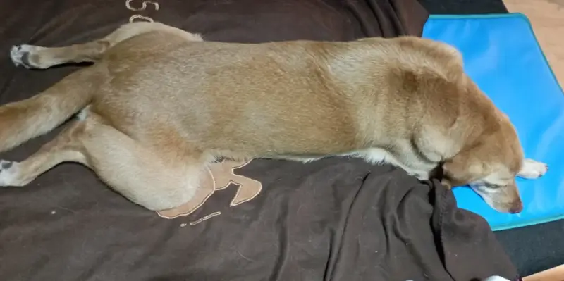 Filou ist während der Magnetfeldtherapie eingeschlafen. =)