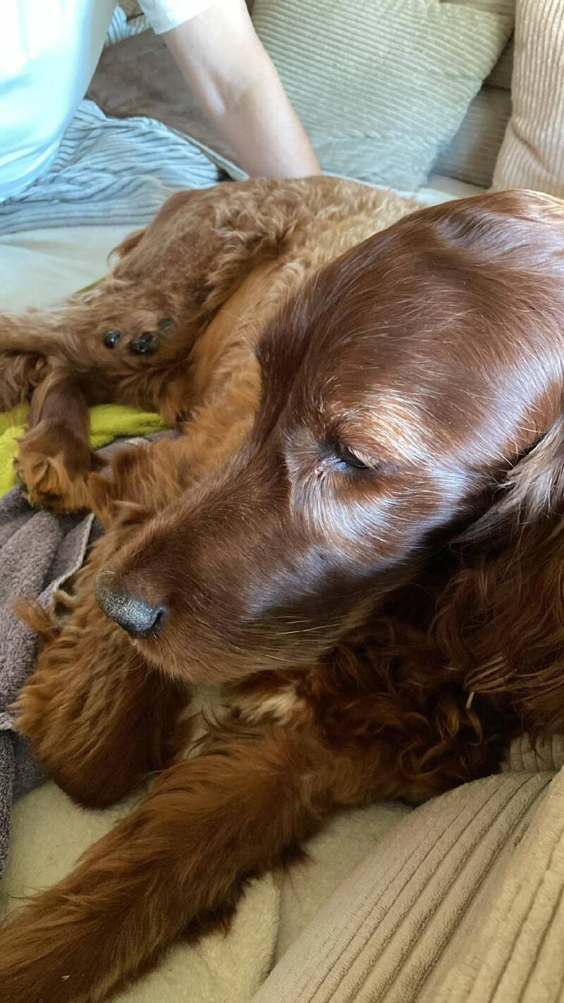 Lennie und die Blutegel