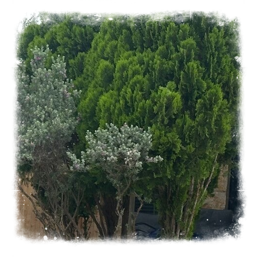Tree Trimming