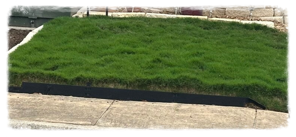 Sod and/or Seeding