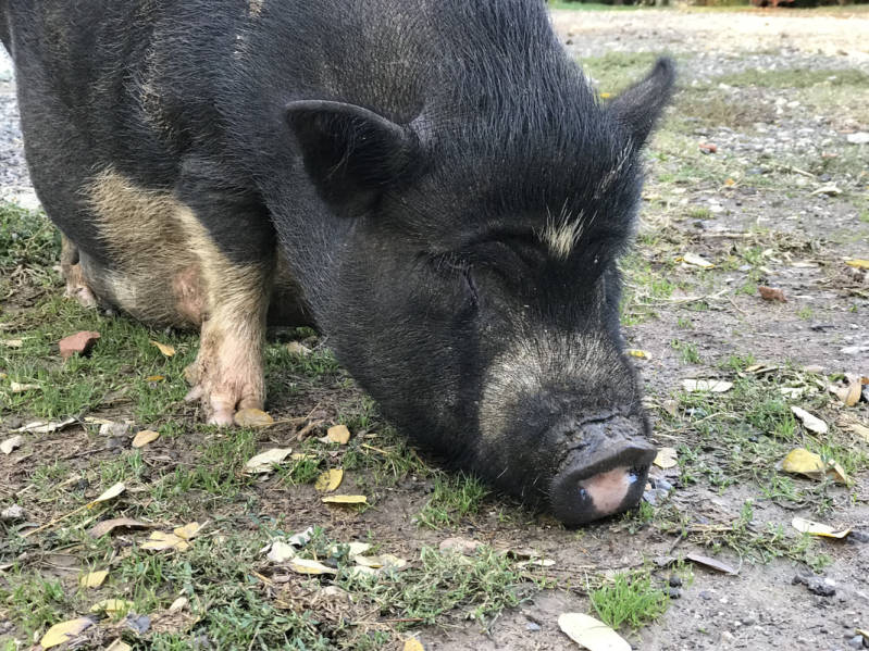 Actief culinair Toscane met  kooksessies, e-bike tours en bezoek aan Pisa, Wijnboerderij met proeverij, Truffelhunt en nog veel meer . .