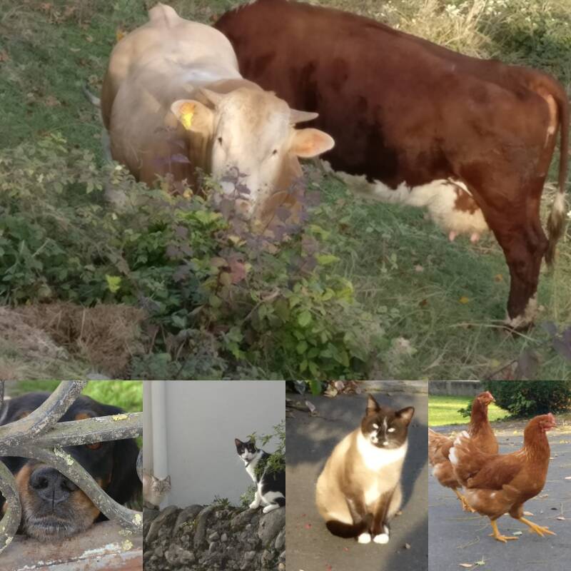 Des habitants d'ouzous...