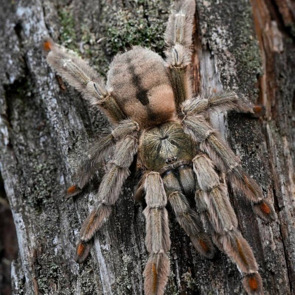 Psalmopoeus cambridgei 1cm BL