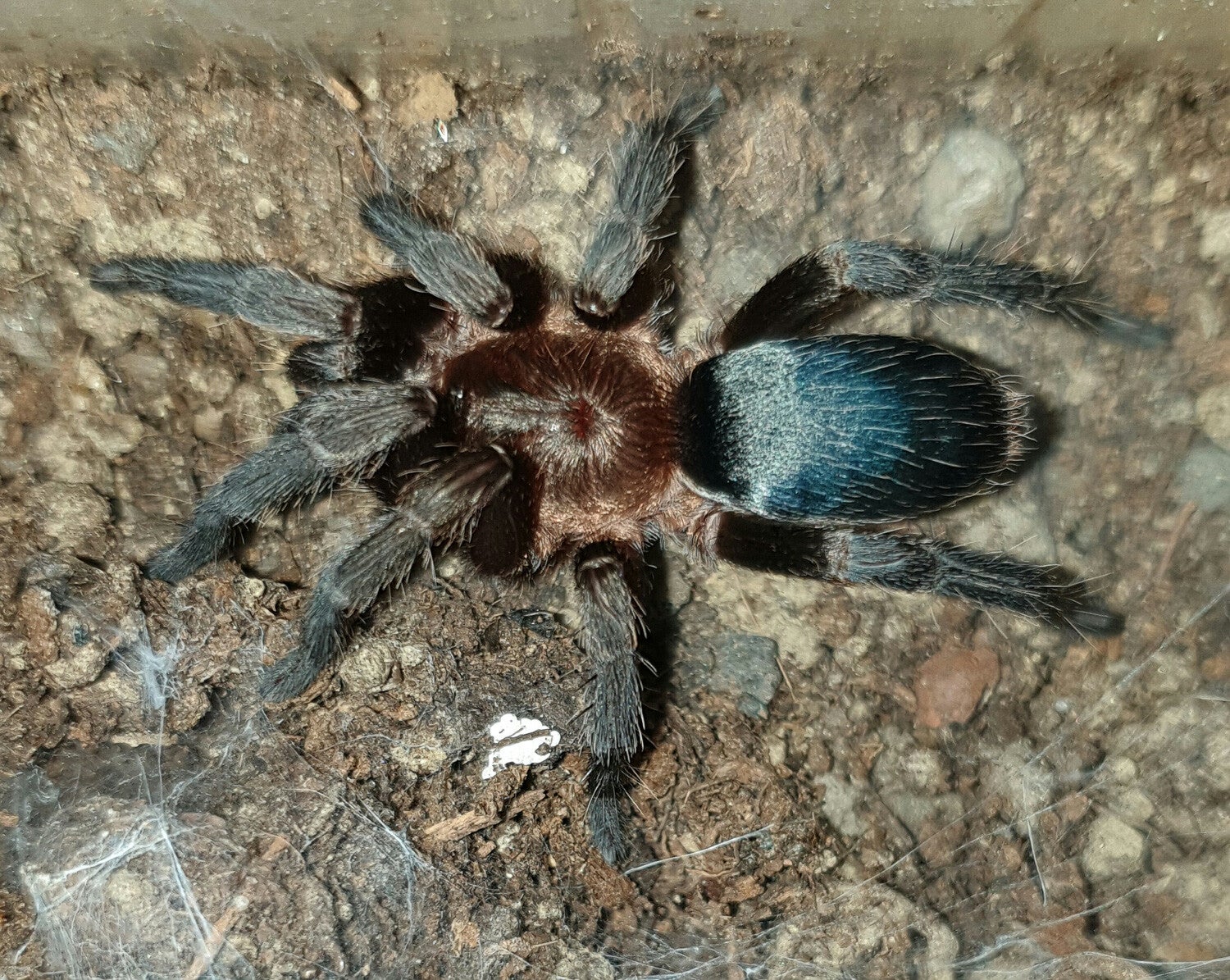 Catumiri argentinense 3cm BL ♀