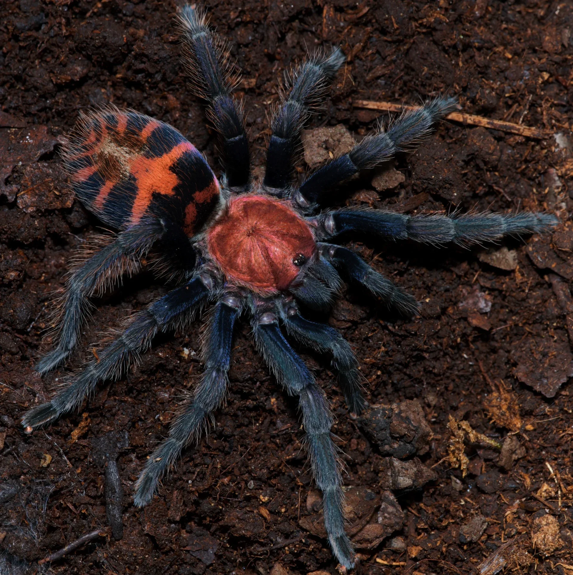 Davus pentaloris 2cm BL