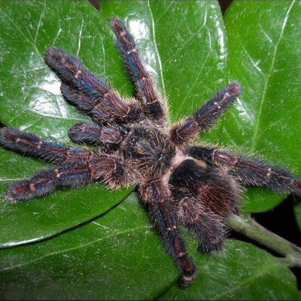 Ybyrapora diversipes 4cm BL ♀