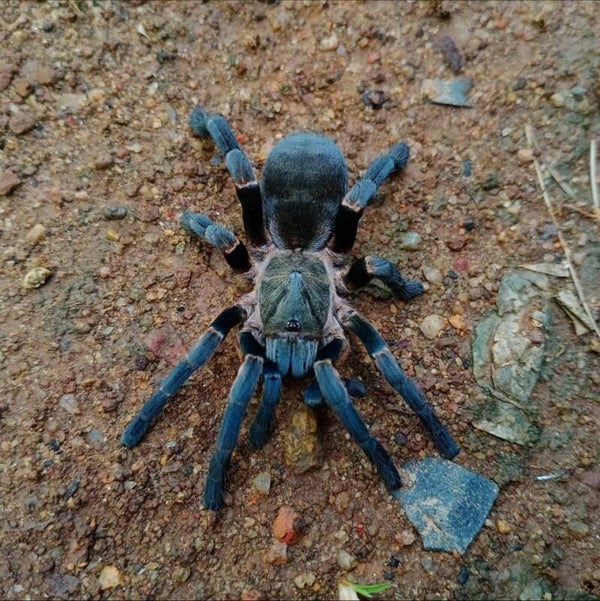 Ornithoctoninae sp. long na 2.0 cm BL ♀