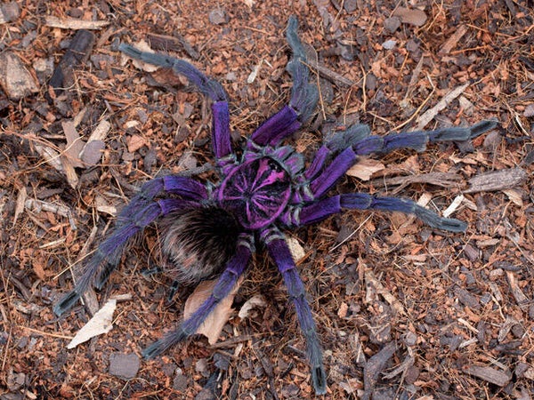 Pamphobeteus machala 3cm BL