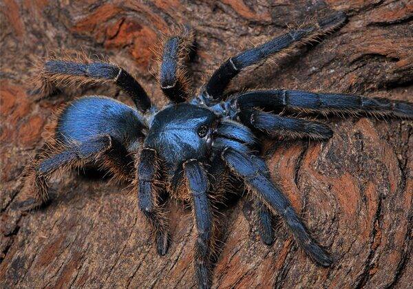 Ornithoctoninae sp. Vietnam silver 3cm BL♀