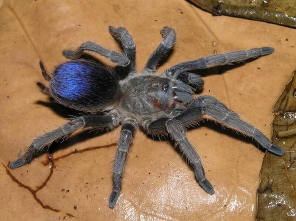 Pseudhapalopus sp. blue 5fh