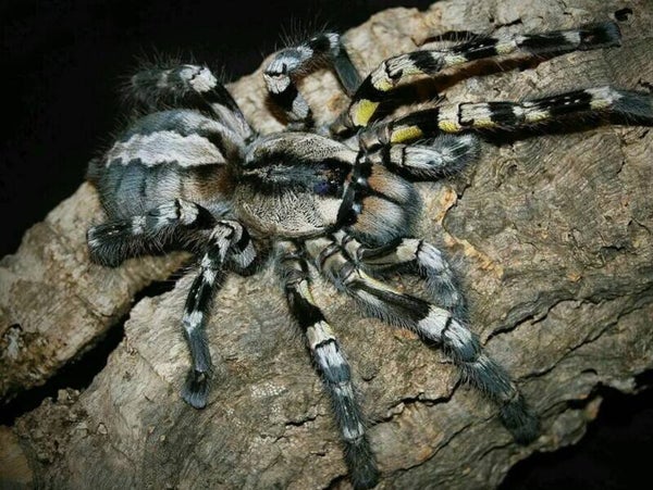 Poecilotheria regalis sub-adult ♀