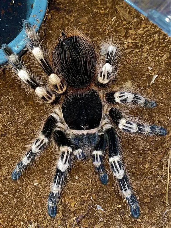 Acanthoscurria geniculata adult XL
