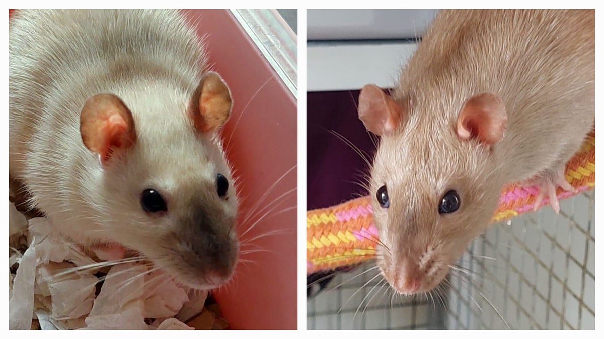 Essex ratten Rattery Double Trouble