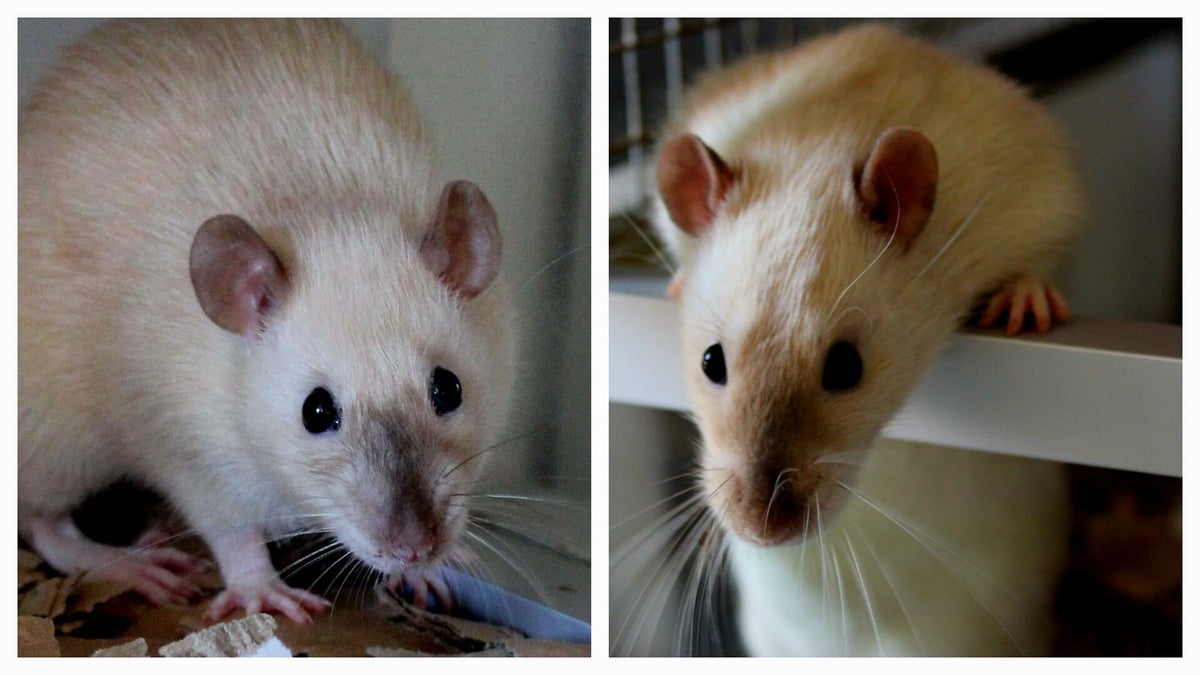 Essex ratten | Rattery Double Trouble