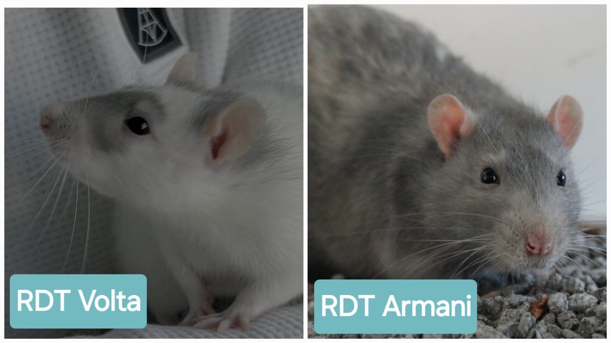 Amerikaans blauwe ratten | Rattery Double Trouble