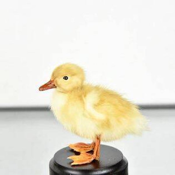 1 daagse cursus prepareren vogel