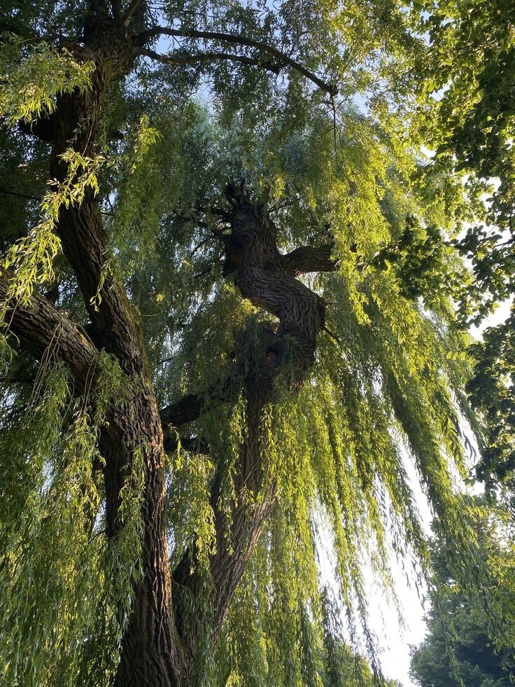 If you donate $3,000.00 I will give you this free music