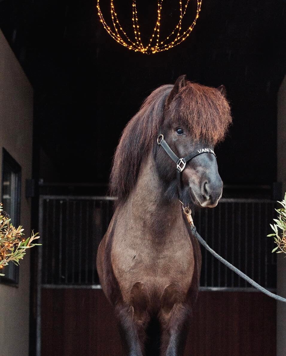 Framherji frá Flagbjarnarholti