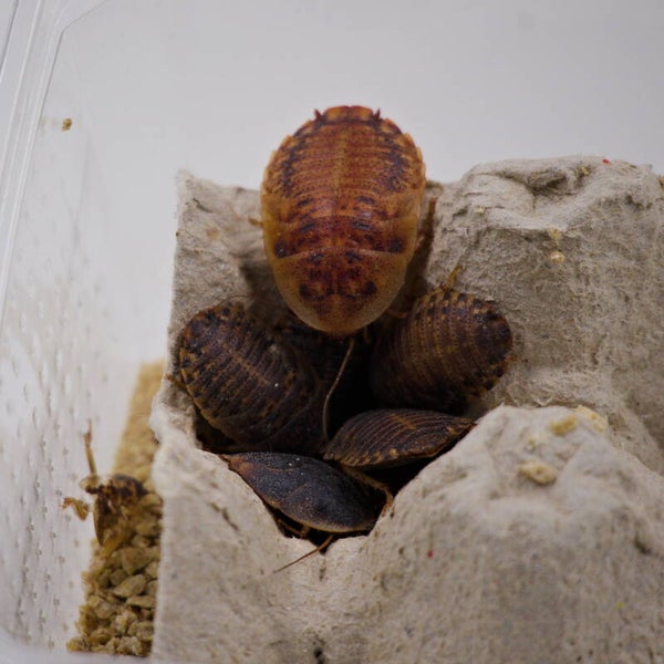 Dubia's groot