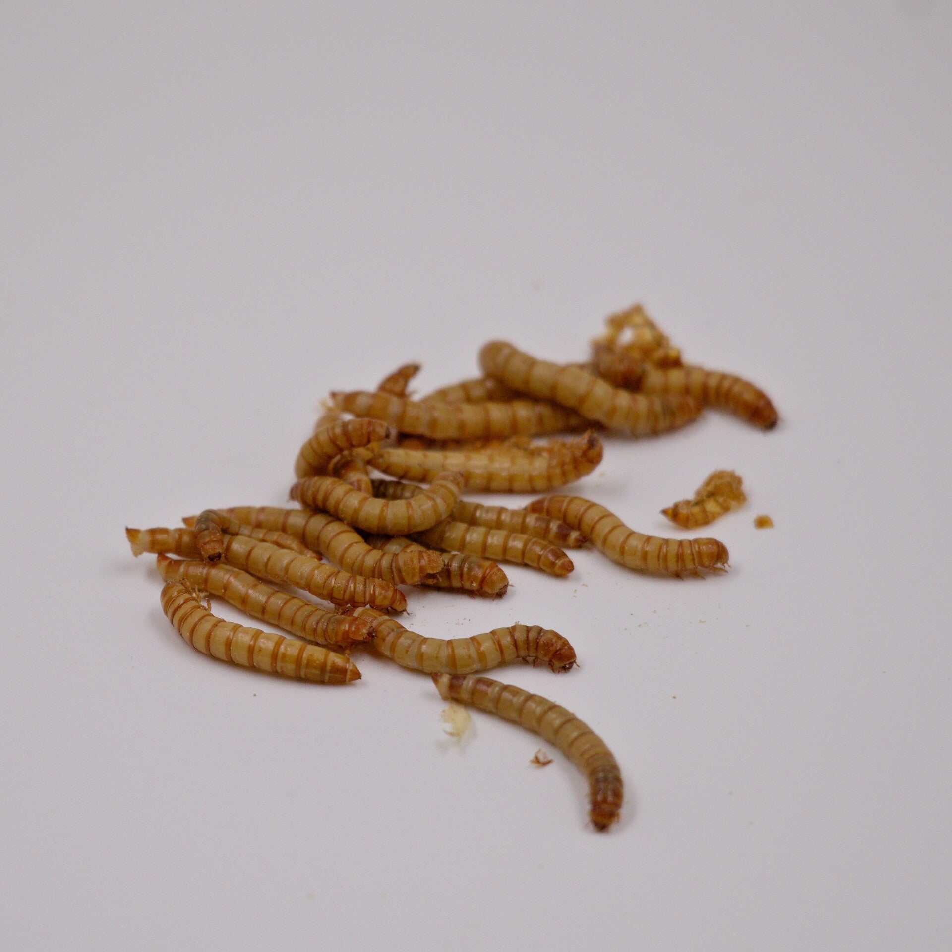 Meelwormen 100gr