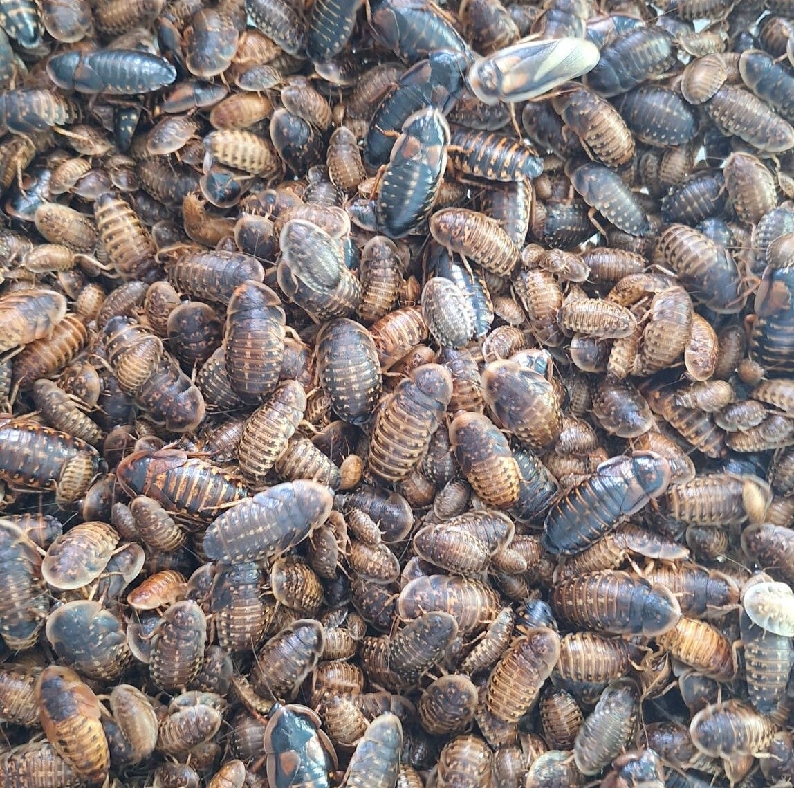 Dubia's 15gram klein